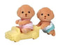 Toy Poodle Twins